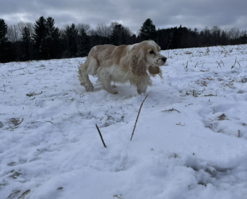 Cocker Blanc et Blond dans la neige