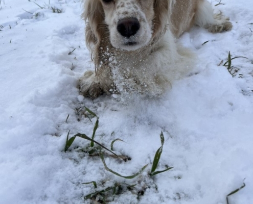 Cocker Blanc et Blond dans la neige