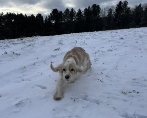 Cocker Blanc et Blond dans la neige