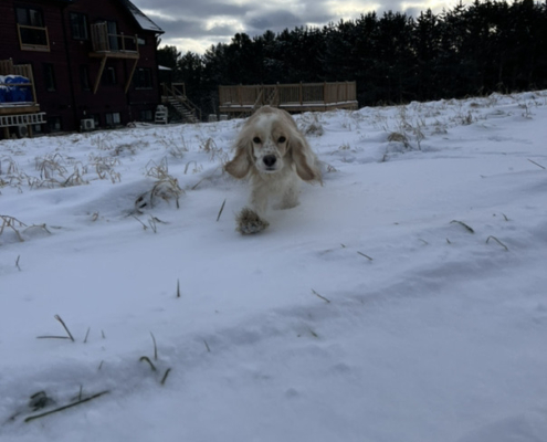Cocker Blanc et Blond dans la neige