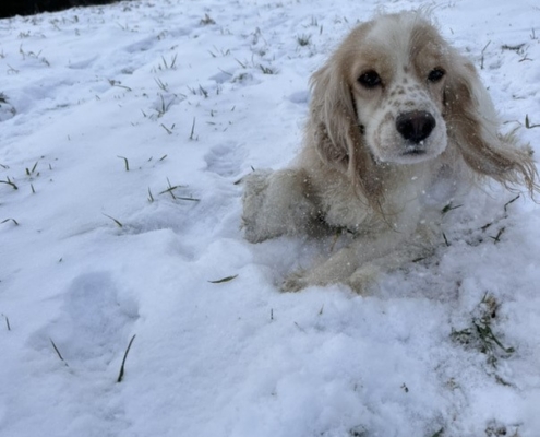 Cocker Blanc et Blond dans la neige
