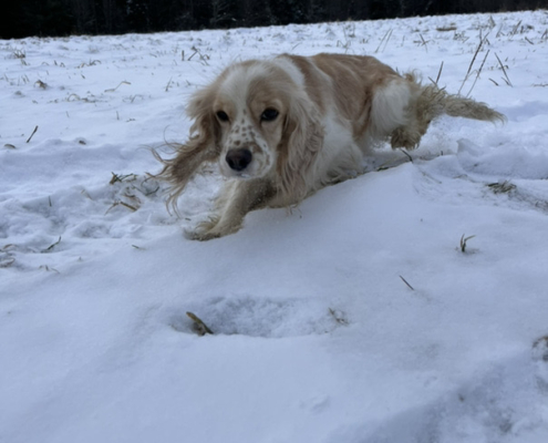 Cocker Blanc et Blond dans la neige