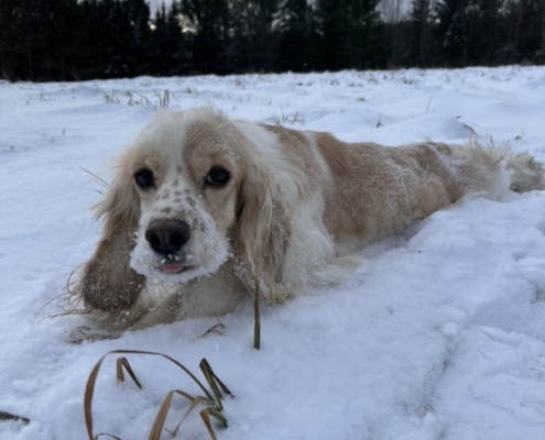 Cocker Blanc et Blond dans la neige
