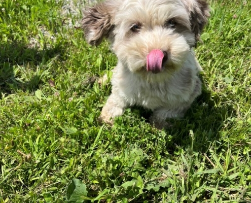 Bichon Havanais merle dans l'herbe