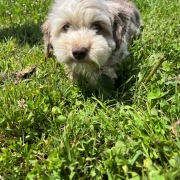 Bichon Havanais merle dans l'herbe