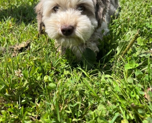 Bichon Havanais merle dans l'herbe