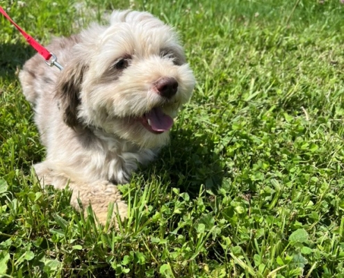 Bichon Havanais merle dans l'herbe