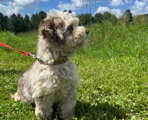 Bichon Havanais merle dans l'herbe