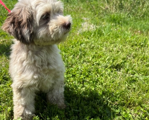 Bichon Havanais merle dans l'herbe