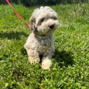 Bichon Havanais merle dans l'herbe