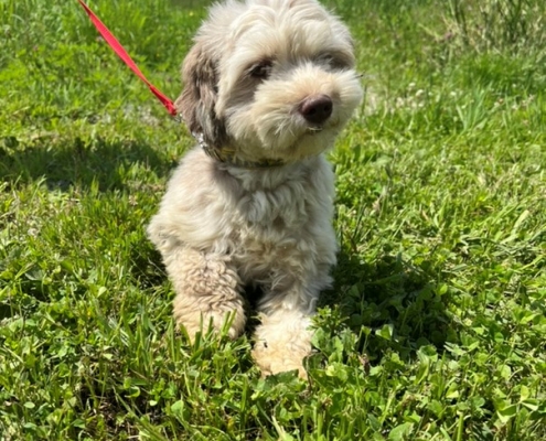 Bichon Havanais merle dans l'herbe