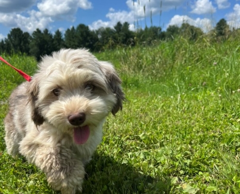 Bichon Havanais merle dans l'herbe