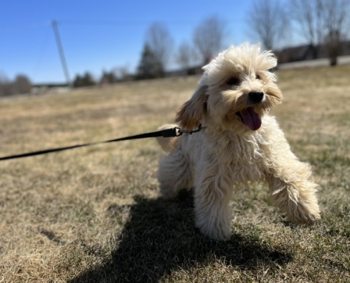 Cockapoo blond dans l'herbe