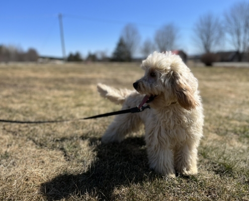 Cockapoo blond dans l'herbe