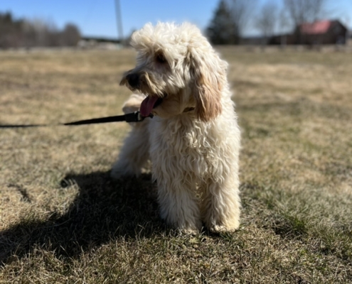 Cockapoo blond dans l'herbe