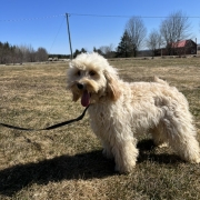 Cockapoo blond dans l'herbe
