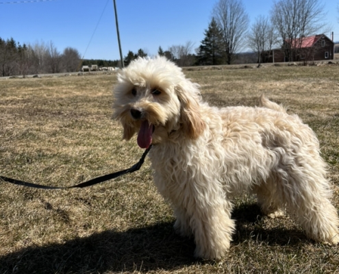 Cockapoo blond dans l'herbe