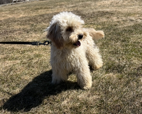 Cockapoo blond dans l'herbe