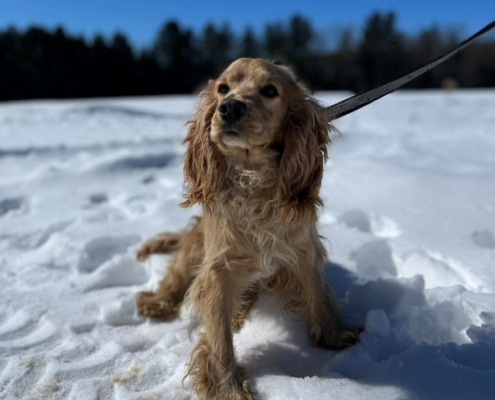 Cocker Blond dans la neige