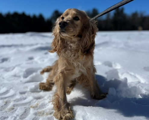 Cocker Blond dans la neige