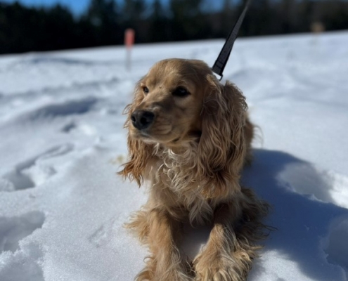 Cocker Blond dans la neige