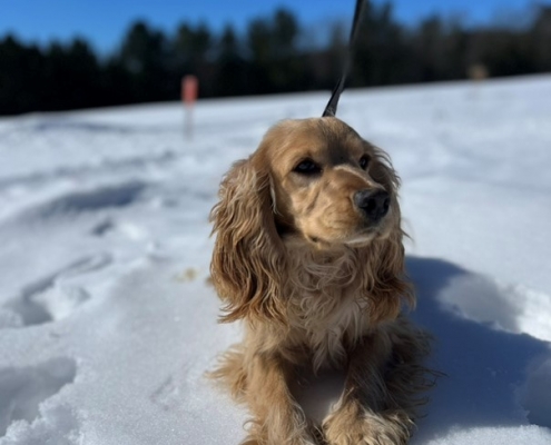 Cocker Blond dans la neige