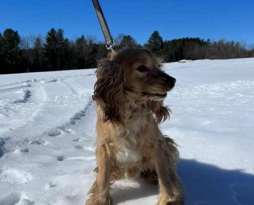 Cocker Blond dans la neige