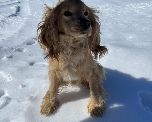 Cocker Blond dans la neige