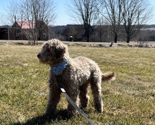 Caniche dans l'herbe