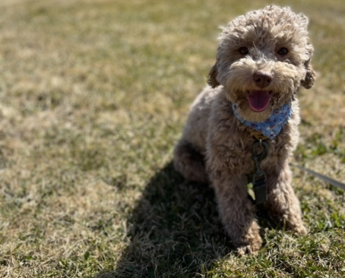 Caniche dans l'herbe