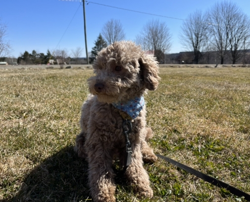 Caniche dans l'herbe