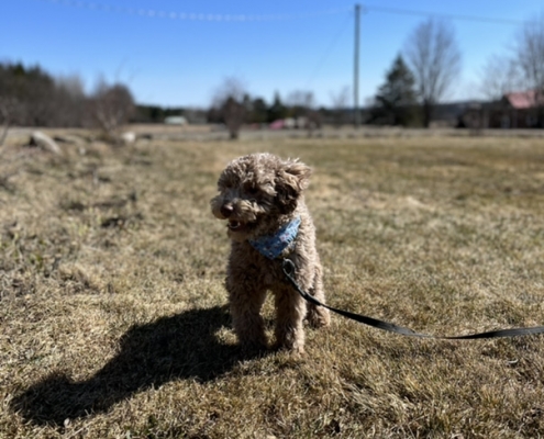 Caniche dans l'herbe