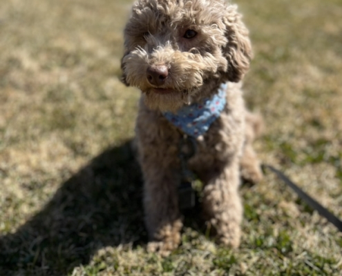 Caniche dans l'herbe