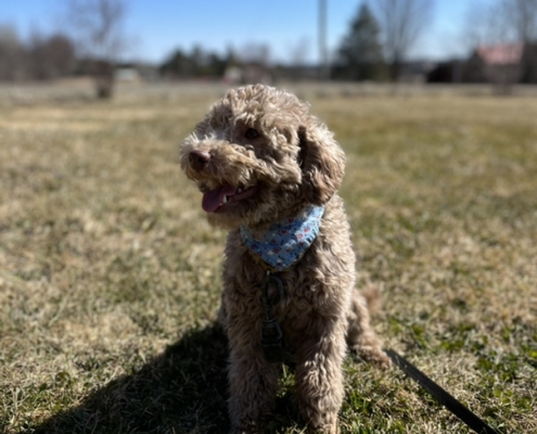 Caniche dans l'herbe