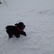 Cockapoo noir dans la neige