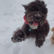 Cockapoo noir dans la neige