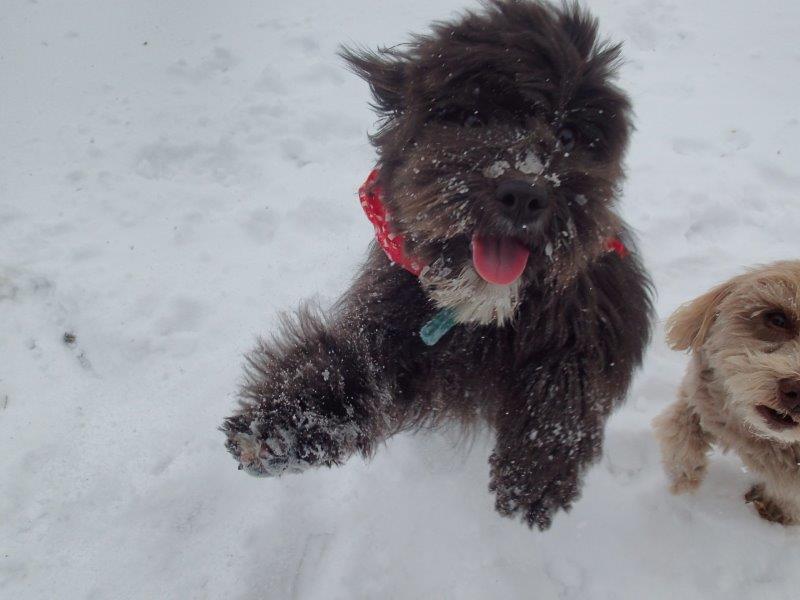 Cockapoo noir dans la neige