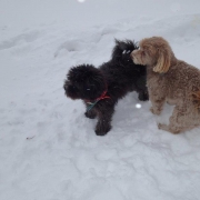 Cockapoo noir dans la neige