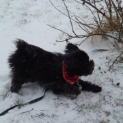 Cockapoo noir dans la neige