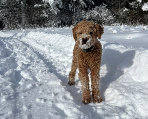 Cockapoo roux dans la neige