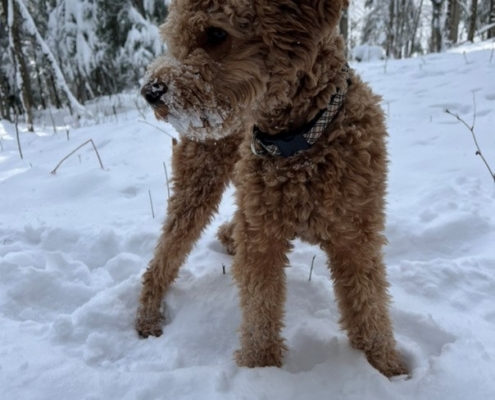 Cockapoo roux dans la neige