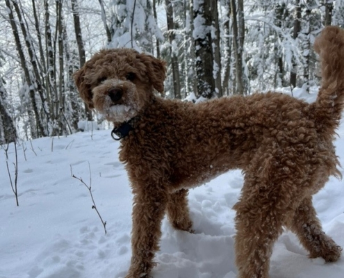 Cockapoo roux dans la neige