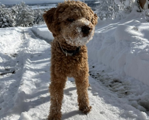 Cockapoo roux dans la neige