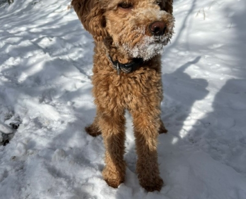 Cockapoo roux dans la neige