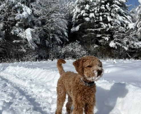 Cockapoo roux dans la neige