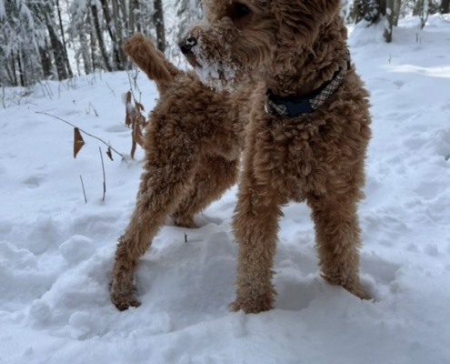 Cockapoo roux dans la neige