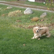 Cocker blond dans l'herbe