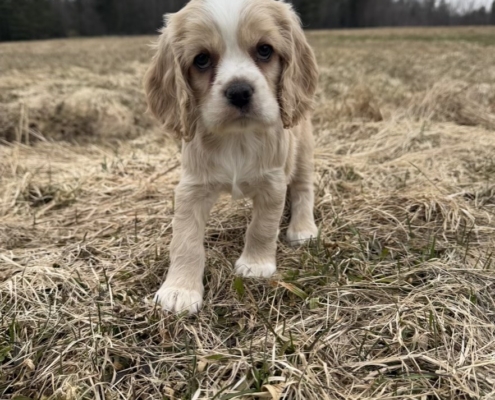 Cocker F1 Abigaelle 7 (5)