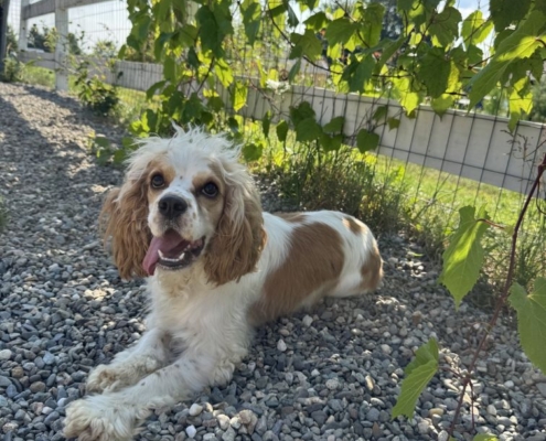 Cocker Karen 1