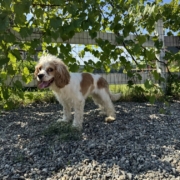 Cocker Karen 3